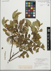 Foto von Salix pentandra L.